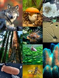 <p>Kingdoms of Domain Eukarya </p>