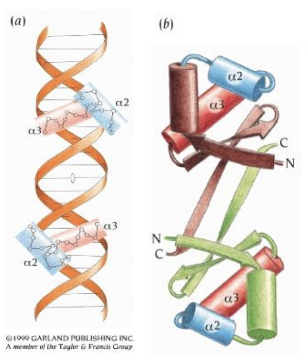 <p><strong>Helix-turn-helix</strong></p><ul><li><p>Two α-helices connected by a short “turn” of amino acids</p></li><li><p>One of the helices fits into the major groove of the DNA</p></li><li><p>Most DNA-binding proteins function as dimers</p></li></ul><p></p>