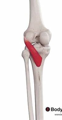 <p><span>facies posterior tibiae net boven linea solei</span></p>