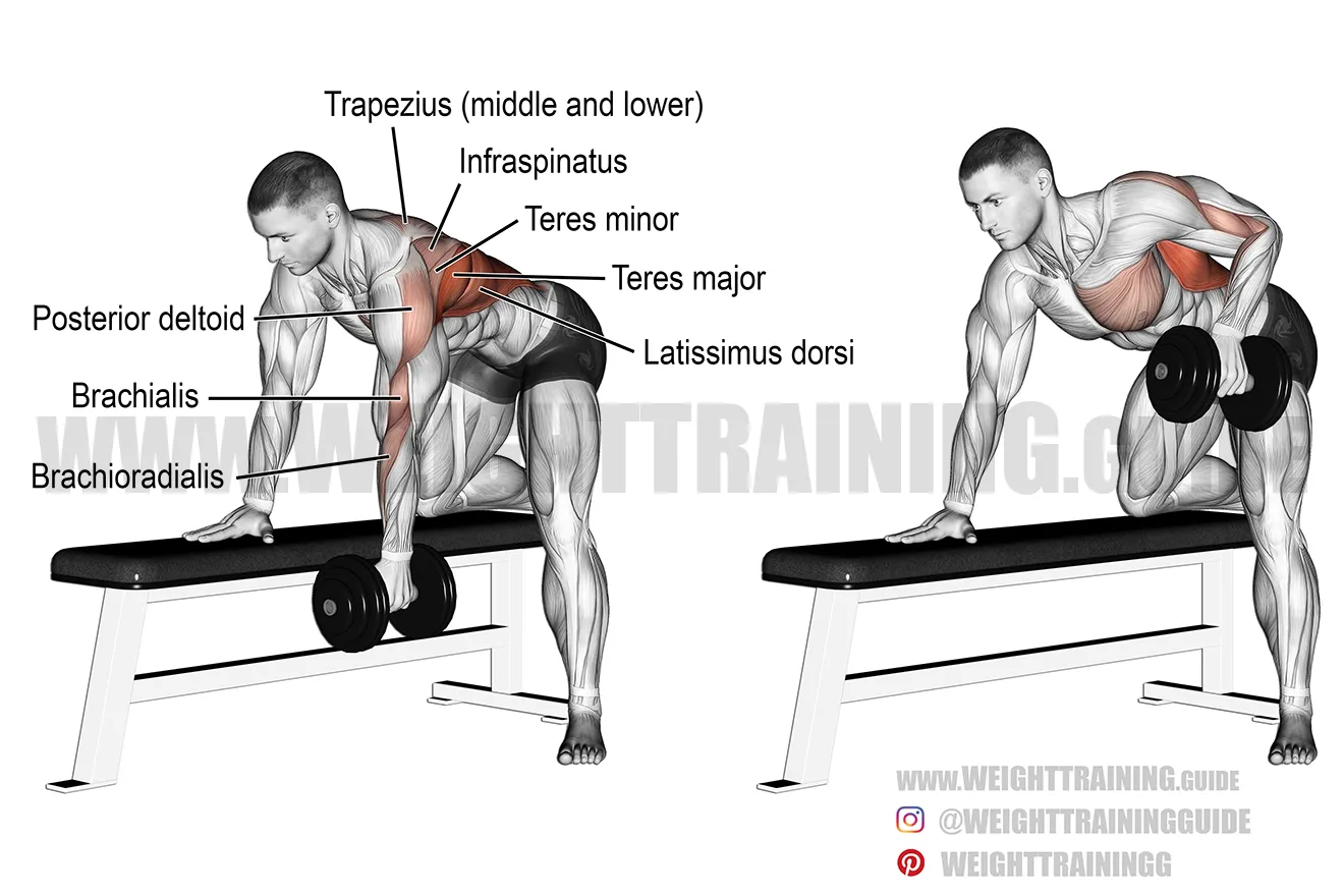 <p>Lats, upper back</p>
