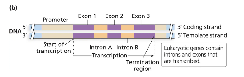 <p>Are what eukaryotic genes are subdivided into</p><ul><li><p>Exons: contain the coding information that will be used in translation</p></li><li><p>Introns: intervene between exons and are removed from the transcript before translation (which occurs in nucleus)</p><ul><li><p>are not in bacterial genes, some in archaeal</p></li></ul></li></ul><p></p>