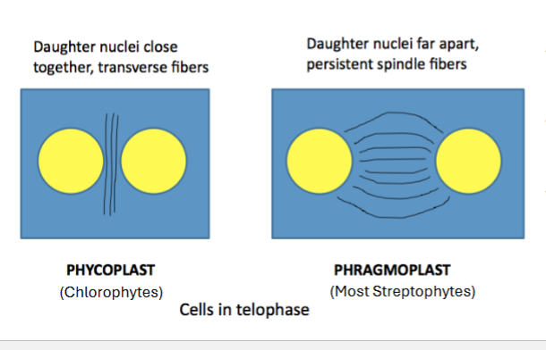 <p>-thought to help algae grow 3-dimesntionally- create cell plates with plasmodesmata</p><ul><li><p>serves as a scaffold of cell plate assembly</p></li><li><p>assemble perpendicular to the plane of the future cell plate so that new cells can grow outwards</p></li></ul><p></p>