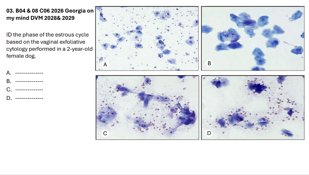 <p>ID the phase of the estrous cycle </p><p>based on the vaginal exfoliative </p><p>cytology performed in a 2-year-old </p><p>female dog. </p><p>A. --------------</p><p>B. --------------</p><p>C. --------------</p><p>D. ------------—</p>