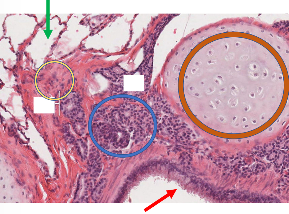 <p>Name the structure indicated by the blue circle.</p>
