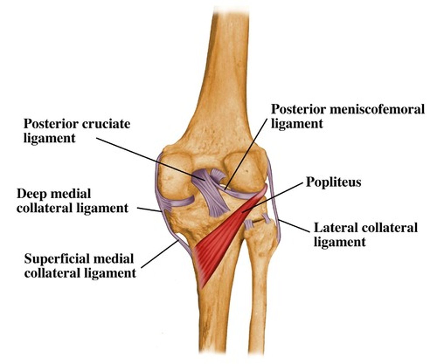 <p>Thin, triangular muscle of posterior knee; passes downward and medially to tibial surface</p><p>*Flexes and rotates leg medially to unlock knee from full extension when flexion begins</p>