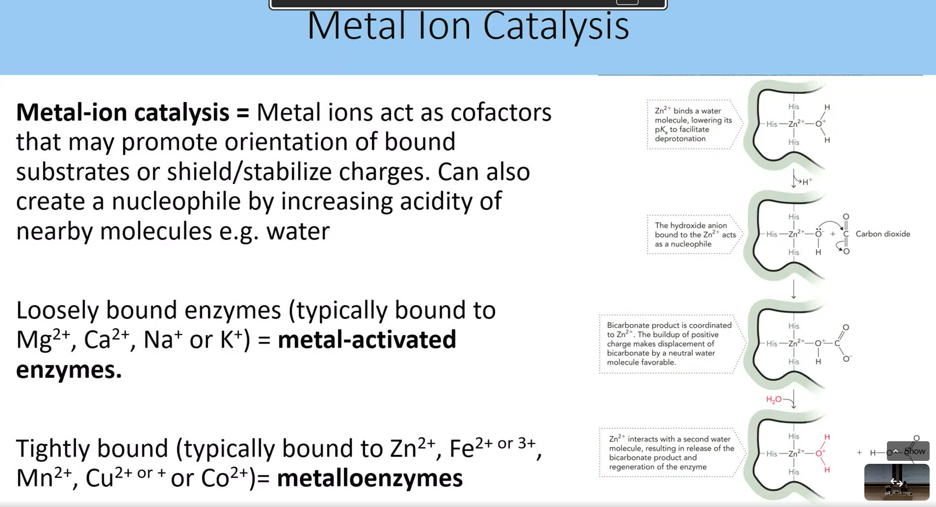 <p>metal ions act as cofactors that may promote orientation of bound substrates or sheild stabilize charges.</p><ul><li><p> can also create a nucleophile  by increasing acidity of nearby molecuels like water</p></li><li><p><strong>metal activated enzymes </strong>= loosely bound enzymes bound to mg2+, ca 2+ or na+, k+)</p></li><li><p><strong>metalloenzymes </strong>= tightly bound (typicall to zn2+, fe 2+, mn, etc)</p></li></ul><p></p>