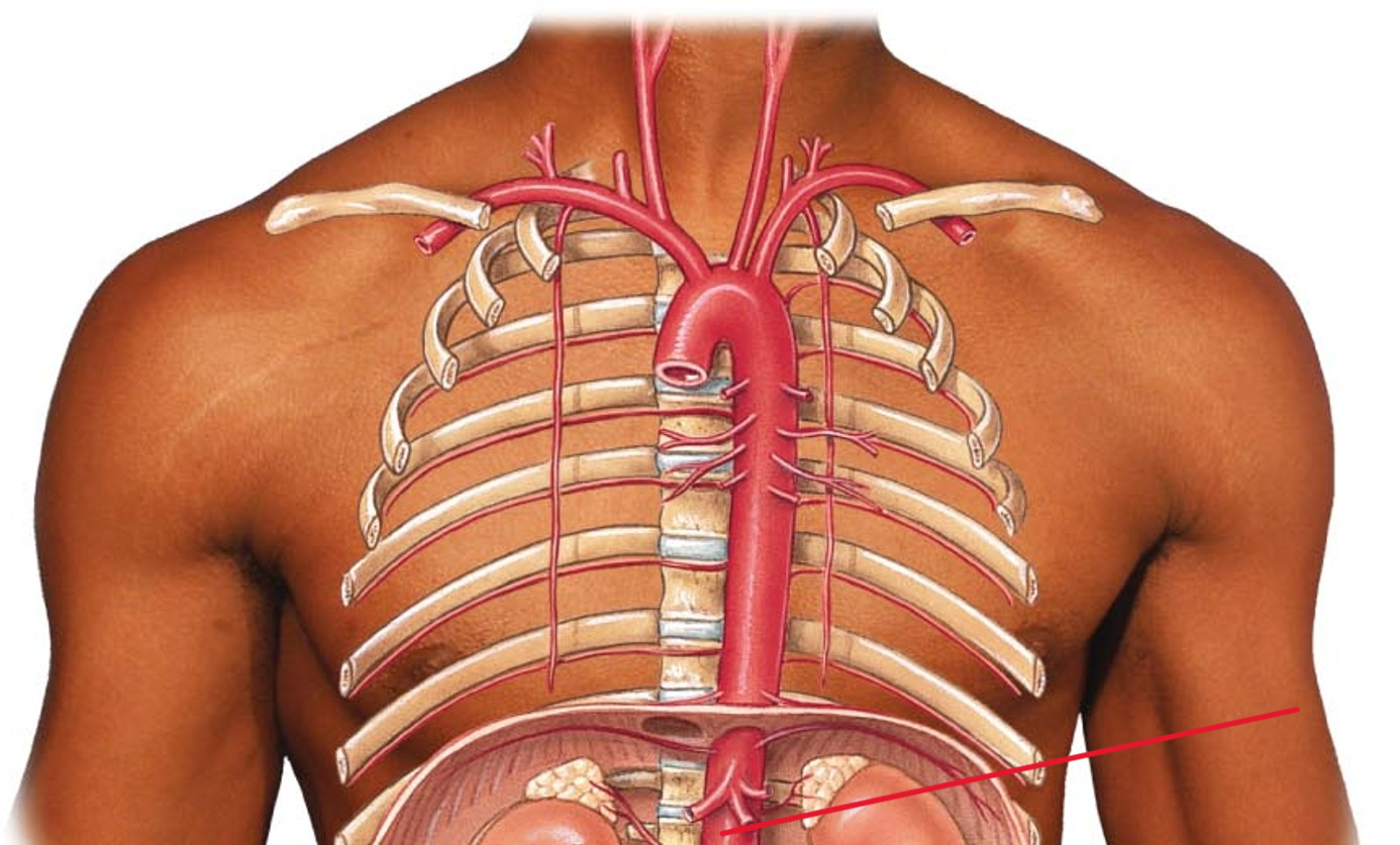 <p>Name the artery</p>