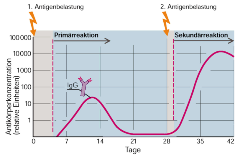 <p><span>Die Immunantwort (Achtung: log-Ordinate) ist stärker und findet schneller statt&nbsp;</span></p>