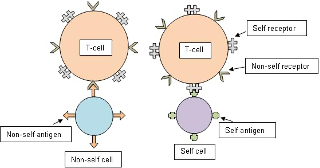 <p><span style="font-family: Cambria, serif; line-height: 115%;">unique molecule or part of a molecule that initiates an immune response</span><span style="font-family: Aptos, sans-serif;"> (immunogens when trigger an immune response).</span></p><p><span style="font-family: Aptos, sans-serif;">Recognized by T lymphocytes or antibodies produced by B lymphocytes. </span></p><p><span style="font-family: Aptos, sans-serif;">Expressed on surface of plasma membrane of cells, act as recognition sites for the immune system.<strong> </strong>Some freely circulate in the body fluids (toxins released by bacteria).</span></p><p><span style="font-family: Aptos, sans-serif;">Self and non-self-antigens are presented to T lymphocytes by proteins found on the surface of your body’s cells called <strong>major histocompatibility complex (MHC)</strong> proteins.</span></p>