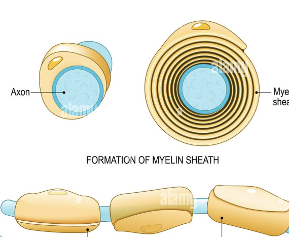 <p>what type of neuroglia is this and what does it do</p>