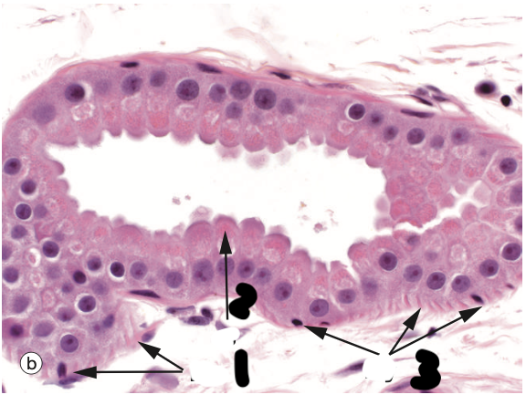 <p>Identify the Structure</p>