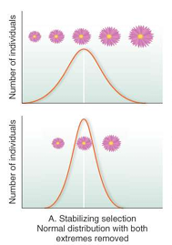 <p>Normal distribution with both extremes removed</p>