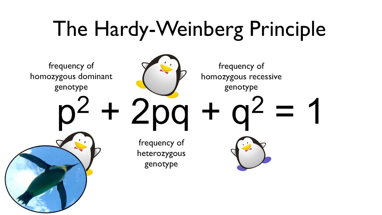 <p>p<sup>2</sup> + 2pq + q<sup>2</sup> = 1</p><ul><li><p>p = frequency of homozygous dominant genotype</p></li><li><p>q = frequency of homozygous recessive genotype</p></li><li><p>pq = frequency of heterozygous genotype</p></li></ul><p></p>