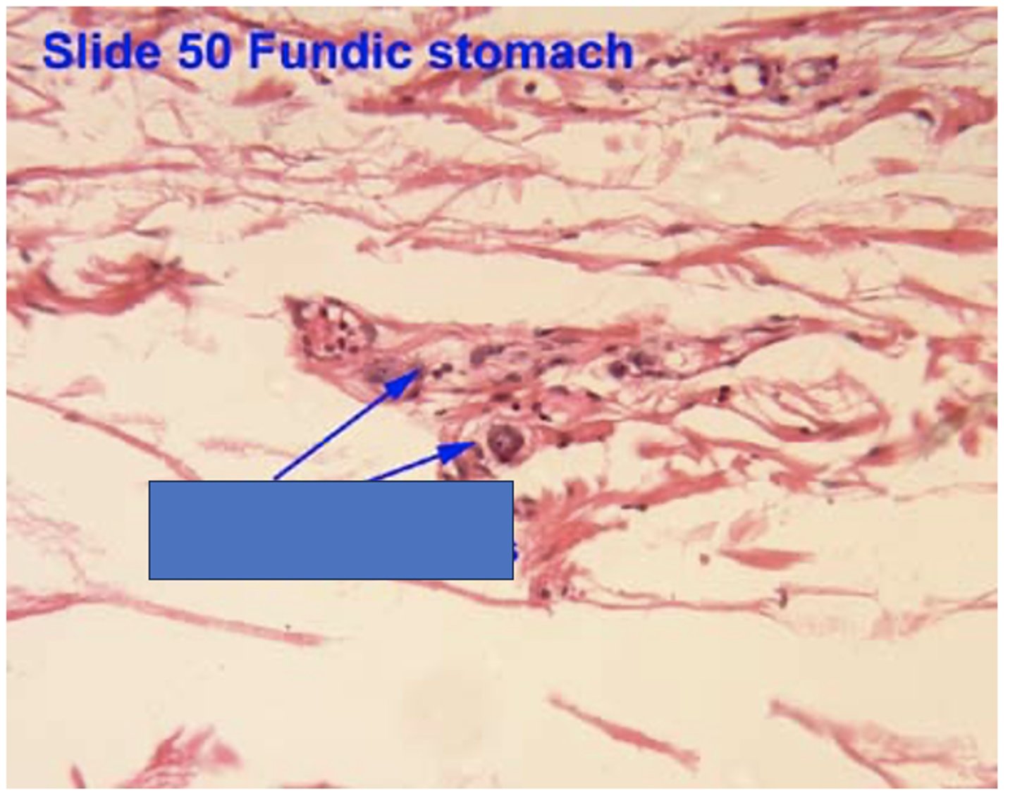 <p>Identify the structure</p>