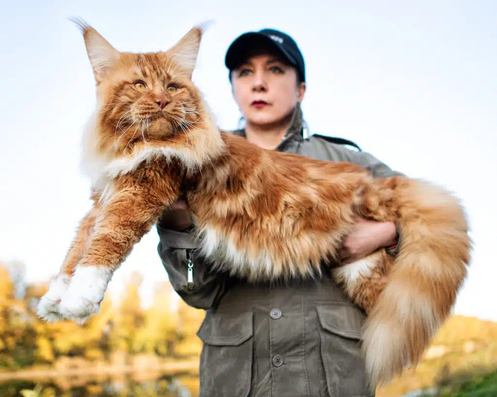 <p>Maine coon cats and ragdolls</p>