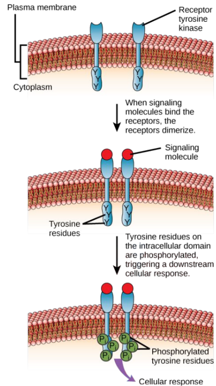 <p>Peptide hormone receptor with an independent mechanism from the <strong>GPCR</strong></p><ul><li><p>Made of two <strong>mirror components </strong>that <strong>dimerize </strong>once a peptide hormone is bound</p></li><li><p>Intracellular RTK domains <strong>cross</strong>-<strong>phosphorylate </strong>to kick of a <strong>second messenger response</strong></p><ul><li><p>RTK components <strong>phosphorylate </strong>each other and affect other <strong>proteins</strong></p></li></ul></li></ul><p></p>