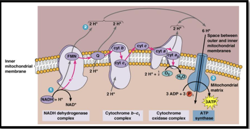 <p><span style="font-size: medium;">The final electron acceptor molecule during electron transport is</span></p><p>a. FAD</p><p>b. oxygen</p><p>c. ATP</p><p>d. pyruvic acid</p>