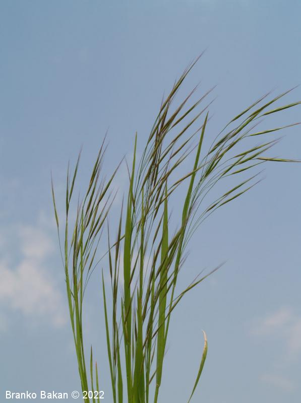 <p>Jalova stoklasa-Bromus sterilis</p>