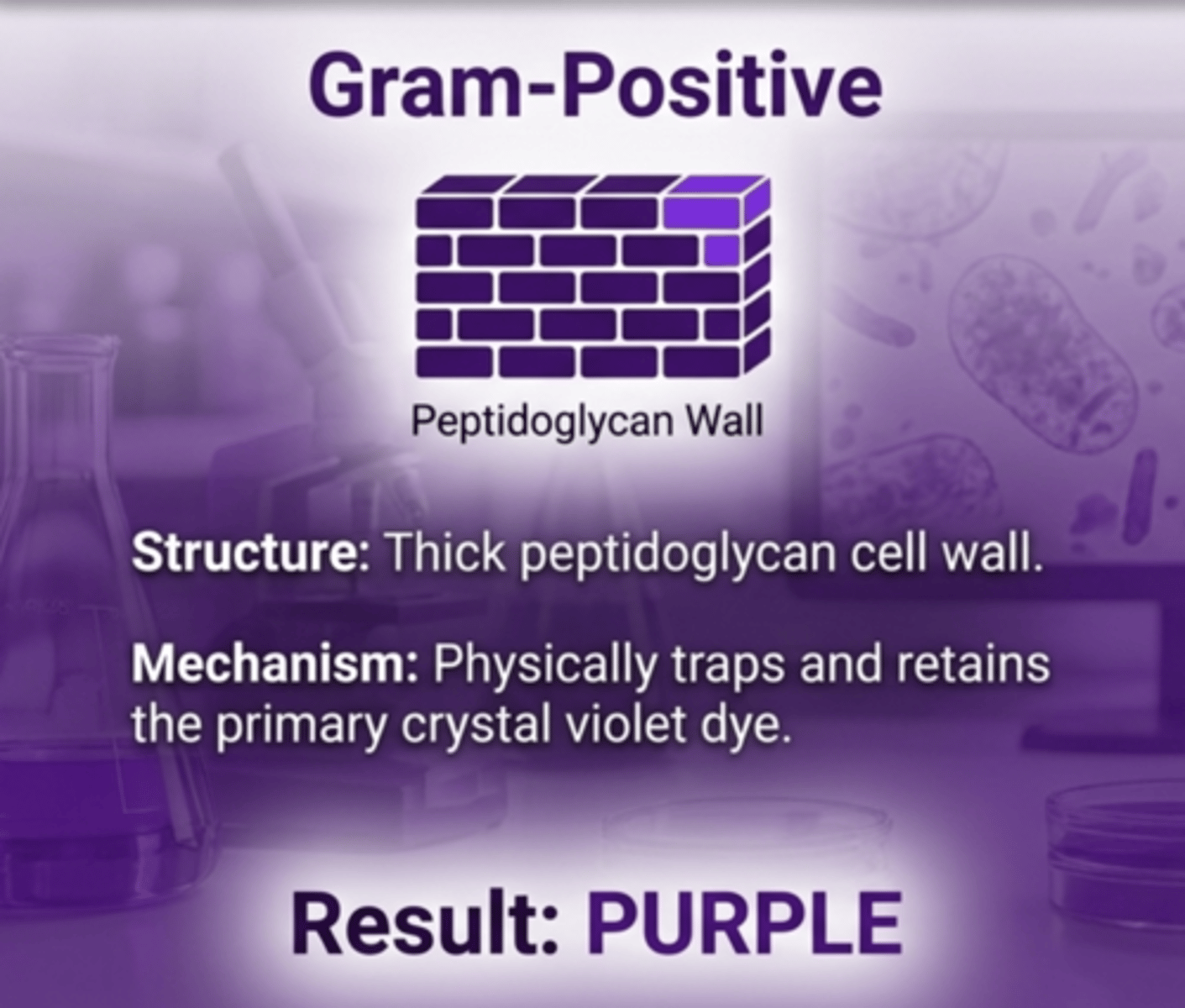<p>Alcohol dehydrates the thick peptidoglycan layer, trapping crystal violet-iodine complexes.</p>