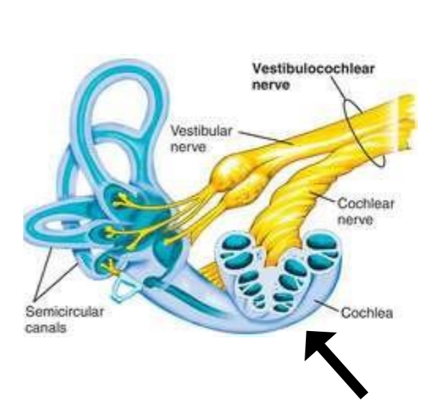 <ul><li><p>Afferent (to brain) axons of both hair cells become cochlear nerve which combines with vestibular nerve = Vestibulocochlear nerve</p></li><li><p>Auditary + vestibular info </p></li></ul><p></p>