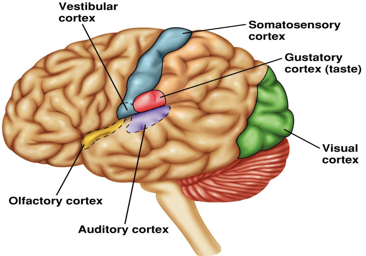 <p><strong>Auditory Association Area</strong></p><ol><li><p>What is the function of the auditory association area?</p></li></ol><p></p><p><strong>Wernicke’s Area</strong></p><ol start="2"><li><p>What is the function of Wernicke’s area?</p></li></ol><p></p>