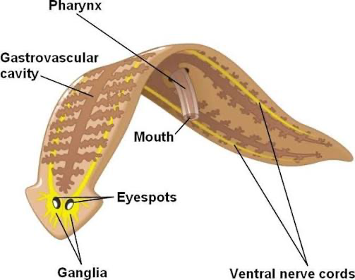 <p>labeled (gastrovascular cavity, ventral nerve cords, pharynx, mouth, eyespots, ganglia)</p>