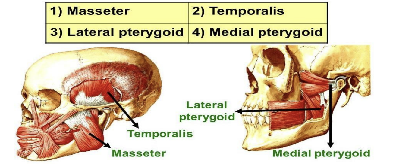 <p>The muscles of mastication move the mandible during mastication and speech</p><p>They are:</p><p>1) Masseter</p><p>2) Temporalis</p><p>3) Lateral pterygoid</p><p>4) Medial pterygoid</p>