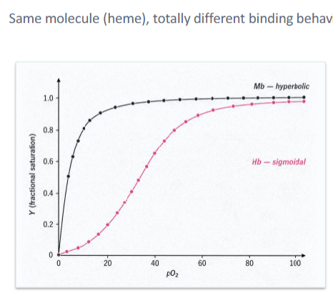<p><strong>Myoglobin </strong>→ <u>hyperbolic</u></p><ul><li><p>Saturates quickly</p></li><li><p>Holds tight → releases @ low pO<sub>2</sub></p></li><li><p>Storage protein</p></li></ul><p><strong>Hemoglobin </strong>→ <u>sigmoidal</u></p><ul><li><p>Saturates slowly</p></li><li><p>High saturation (lungs) → low saturation (tissues) </p></li><li><p>Transport protein </p></li></ul><p></p><p>X-axis = pO<sub>2</sub></p><p>Y-axis = fractional saturation</p>