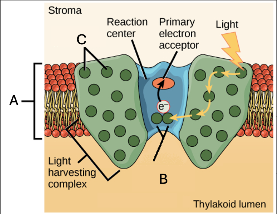 <p>Label image below with correct components (What is the whole image)</p>