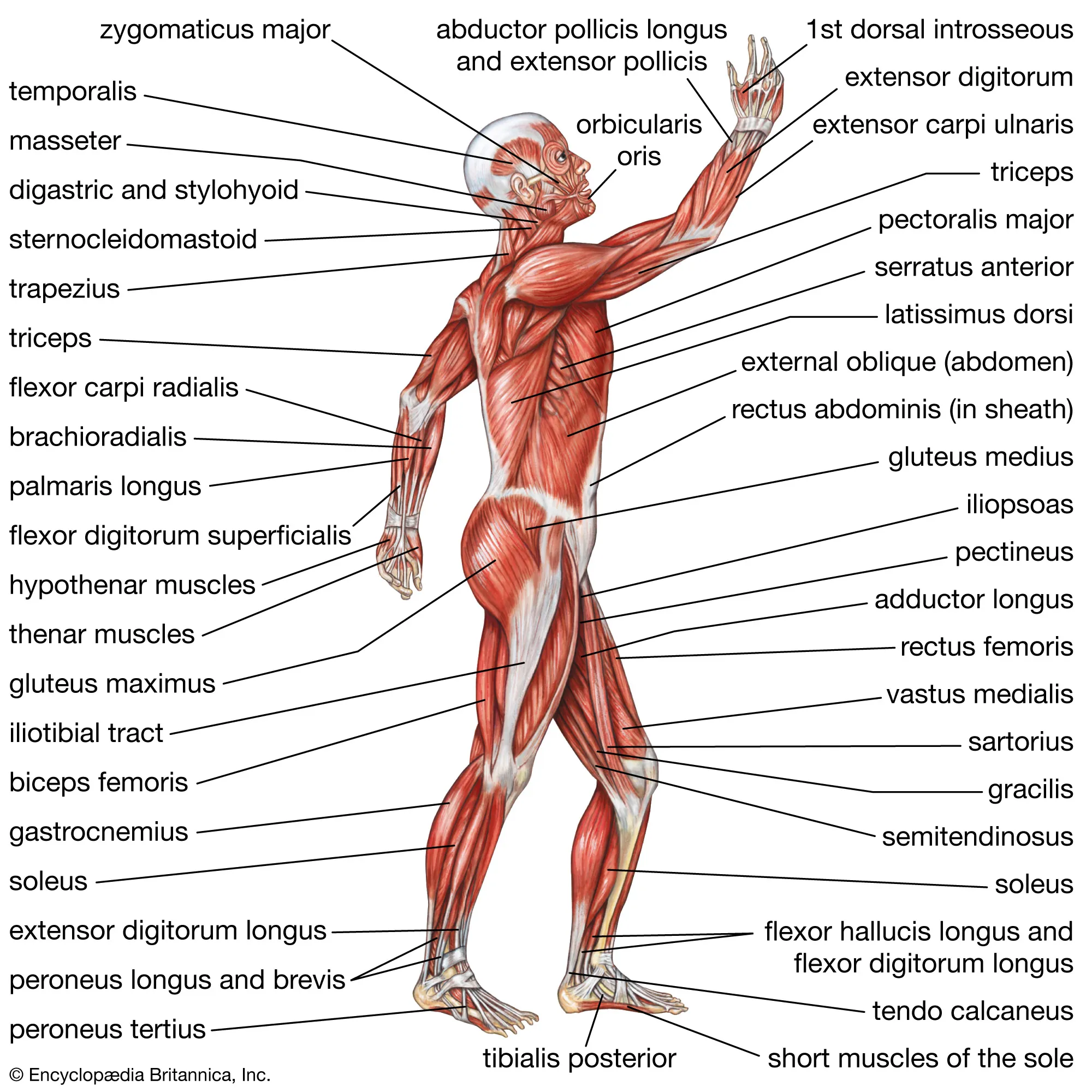 <p>Muscular System</p>