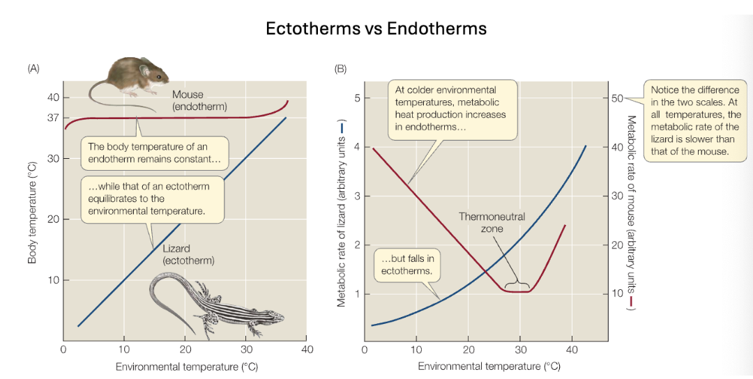 <p>Interpret Body Temperature of both the mouse and lizard with graph</p>
