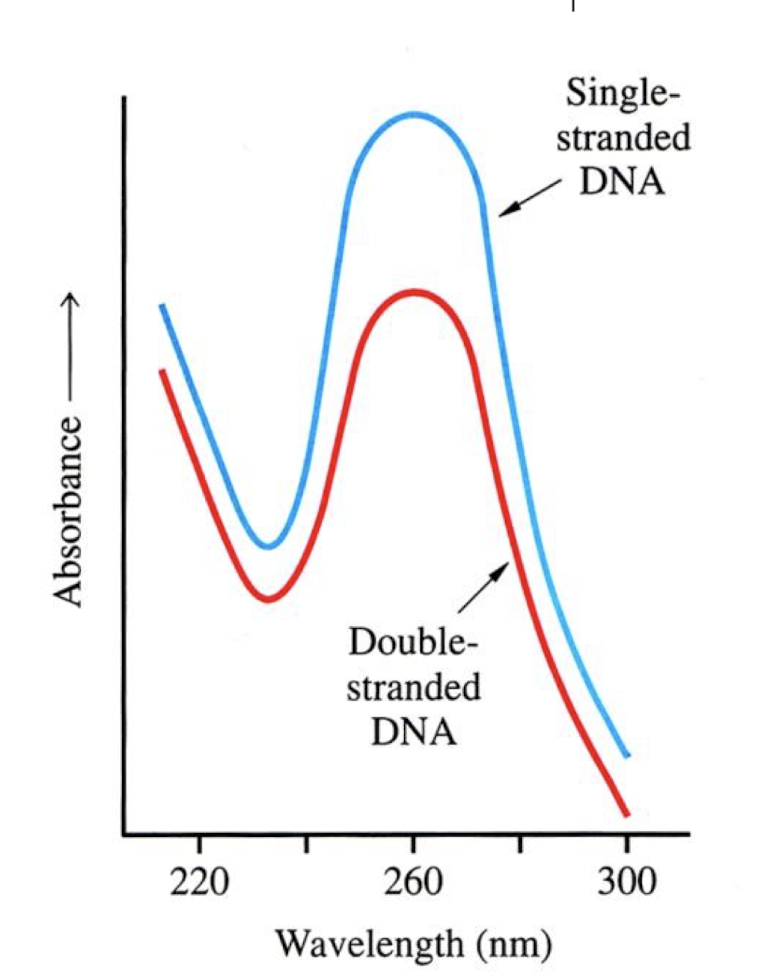 <p>There is an absorbance maximum at 260 nm. The line for ssDNA peaks higher than ds as it absorbs UV light better</p>