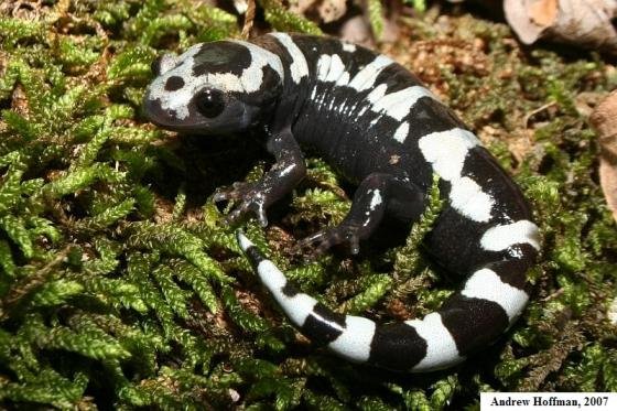 <p>marbled salamander</p>