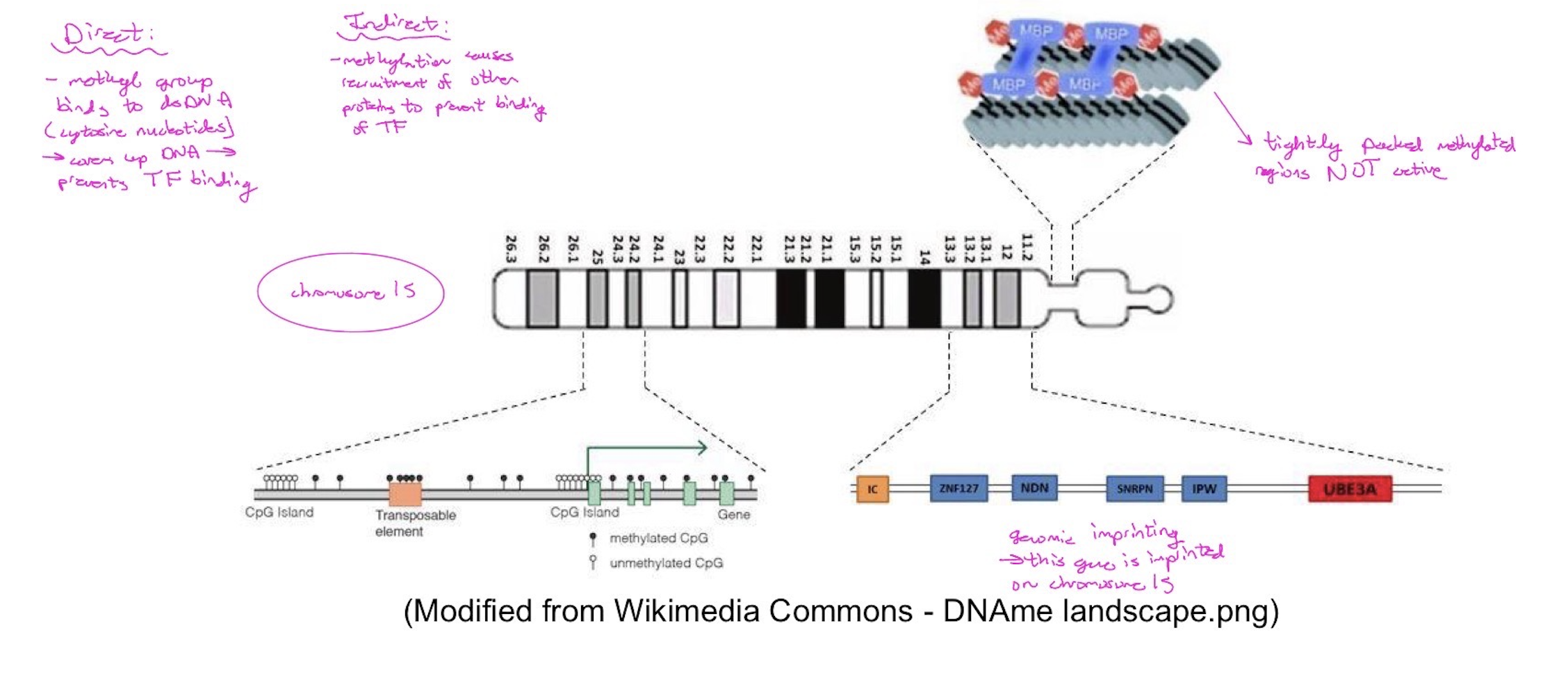 <p>(1) Methylation that happens on ALL chromosomes for regulation of gene expression:</p><p><span style="font-family: Helvetica; line-height: normal; font-size: 14px;">•</span> Transcriptional gene silencing</p><ul><li><p>Directly by inhibiting binding of specific transcription factors</p></li><li><p>Indirectly by recruiting proteins with associated repressive chromatin remodeling activities</p></li></ul><p><span style="font-family: Helvetica; line-height: normal; font-size: 14px;">•</span> Regulation of chromatin structure --- euchromatin (transcriptionally active – less methylated) vs heterochromatin (transcriptionally inactive – heavily methylated)</p><ul><li><p>Genome stability --- suppression of repetitive elements </p></li><li><p>silencing of repetitive and centromeric DNA</p></li><li><p>suppression of homologous recombination between repeats —> helps prevent recombination of non homologous chromosomes (we don’t want translocations)</p></li><li><p>transposon silencing —> jumping genes can move around the genome and cause issues </p></li></ul><p>(2) Methylation that happens only on selected chromosomes (e.g. chromosome 15) for genomic imprinting:</p><ul><li><p>Genomic imprinting</p></li></ul><p>(3) Methylation that happens only on the X-chromosomes of females (inactivation of the X-chromosome to maintain gene dosage):</p><ul><li><p>X-chromosome inactivation (females)</p></li></ul><p></p>