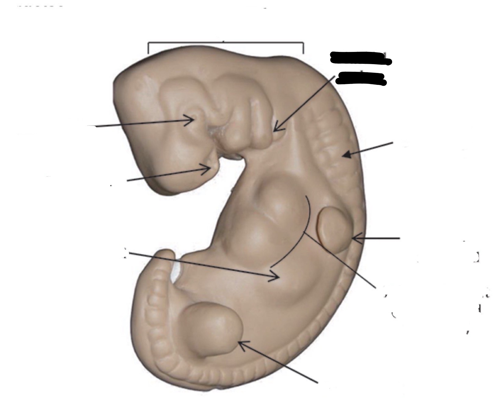 <p>Primordial arches </p>