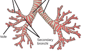 <p><strong>Right</strong></p><p>Wider</p><p>Shorter</p><p>More vertical</p><p><br><strong>Left </strong></p><p>Narrower</p><p>Longer</p><p>More horizontal</p>