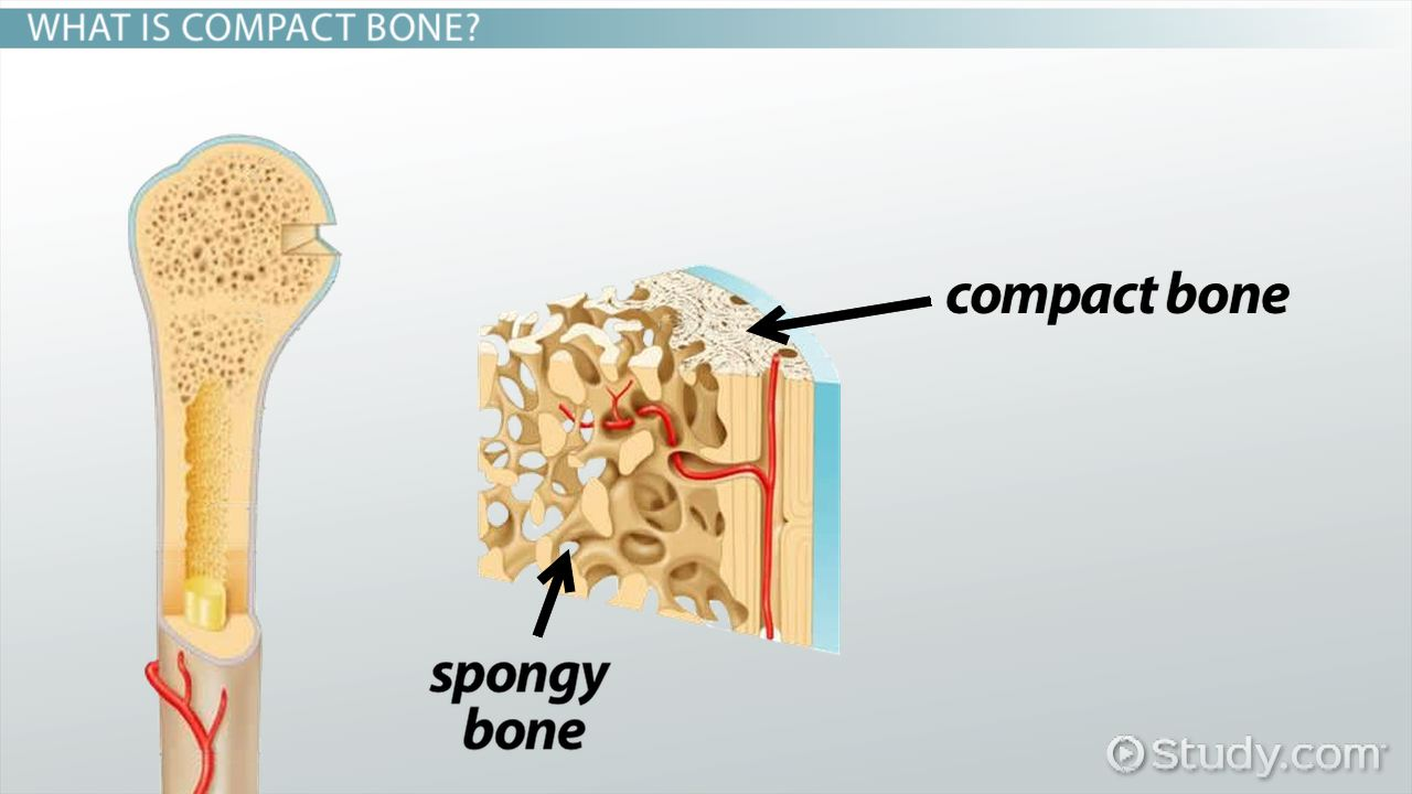 <p>What are the functions of the compact bone?</p>