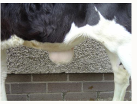 <p></p><p>Calf was born with soft fluctuant swelling at umbilicus:</p><ol><li><p>what is this abnormality called</p></li><li><p>differential diagnoses</p></li><li><p>needs treatment?</p></li></ol><p></p>