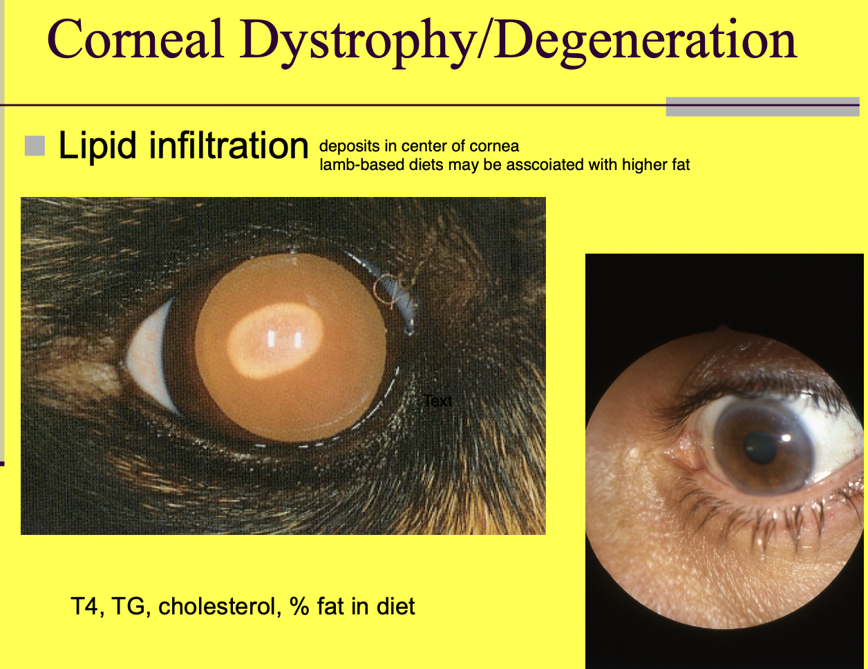 <p>T4.</p><p>TG.</p><p>chol.</p><p>% fat in diet.</p>