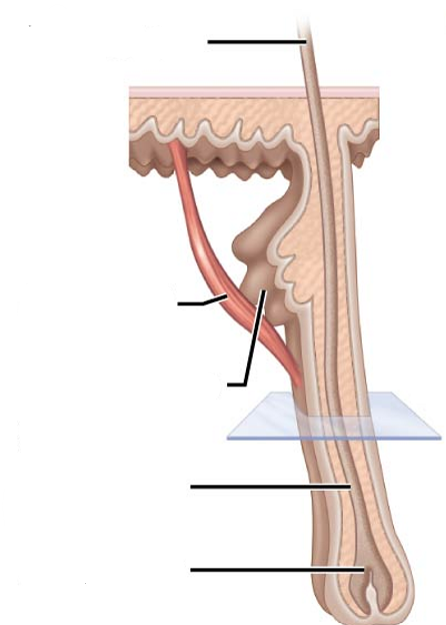 <p>Label the following diagram</p>