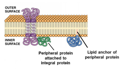 <p>Loosely attached via lipids or other proteins</p><p>-may include filaments on intracellular surface used for plasma membrane support</p><p></p>