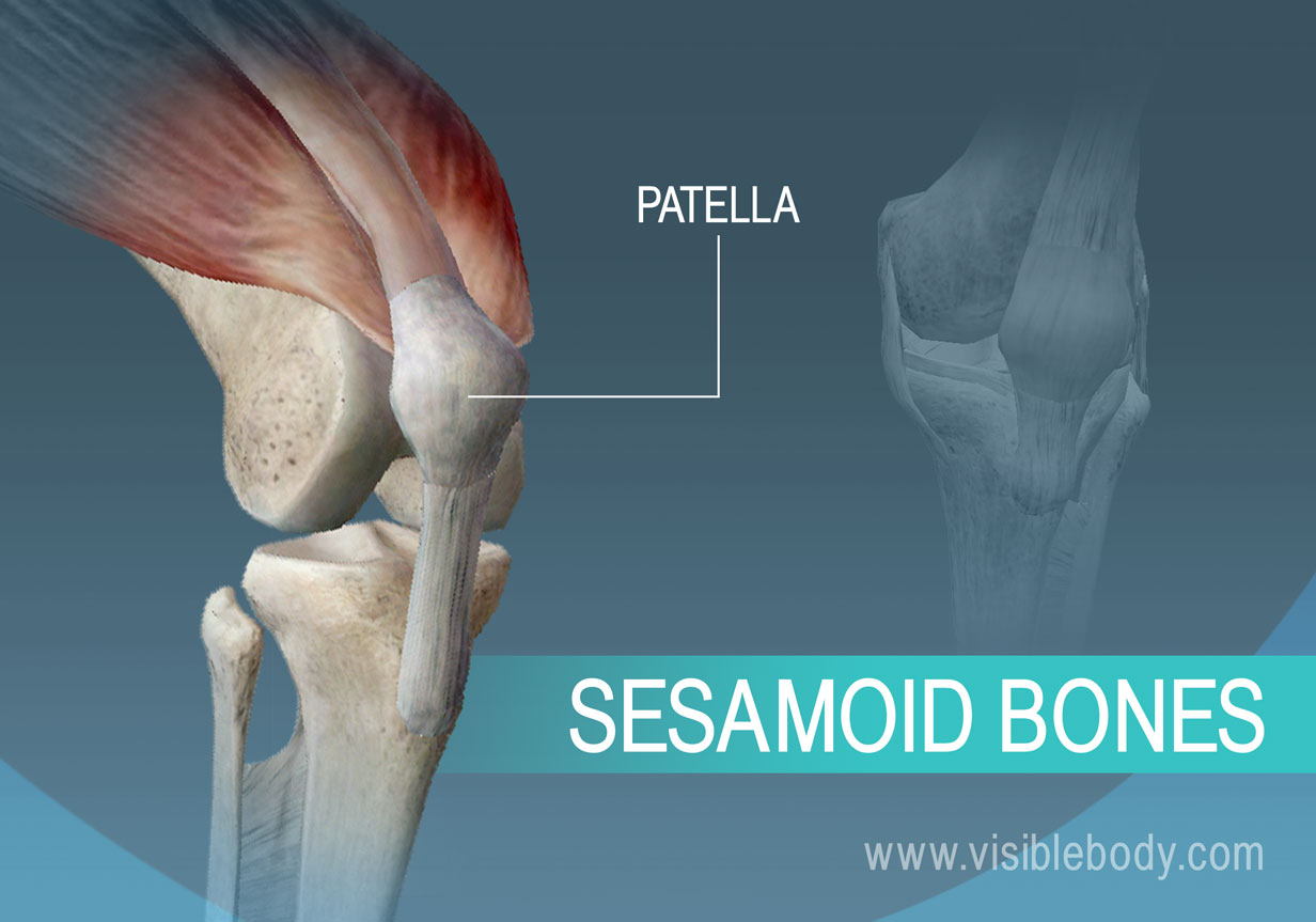 <p>small and oval, by tendons and protect them</p><p>ex: patella </p>