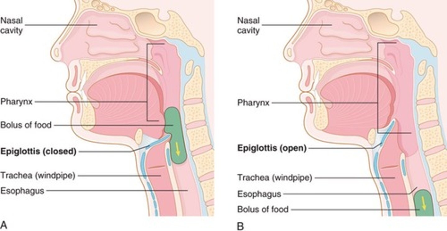 <p>A hormone that allows calcium to leave the bloodstream and enter the bones.</p>
