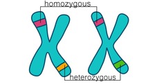 <p>two different alleles for a specific gene</p>