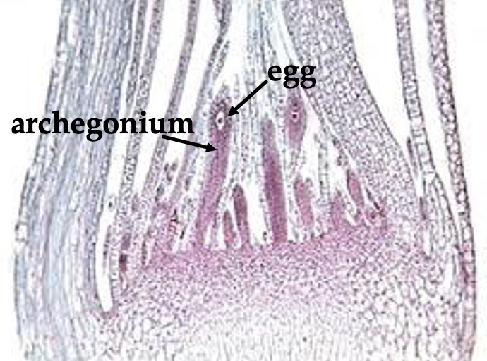 <p>Part of the moss life cycle. This is a mature gametophyte and comes from the female gametophyte, making it haploid.</p>