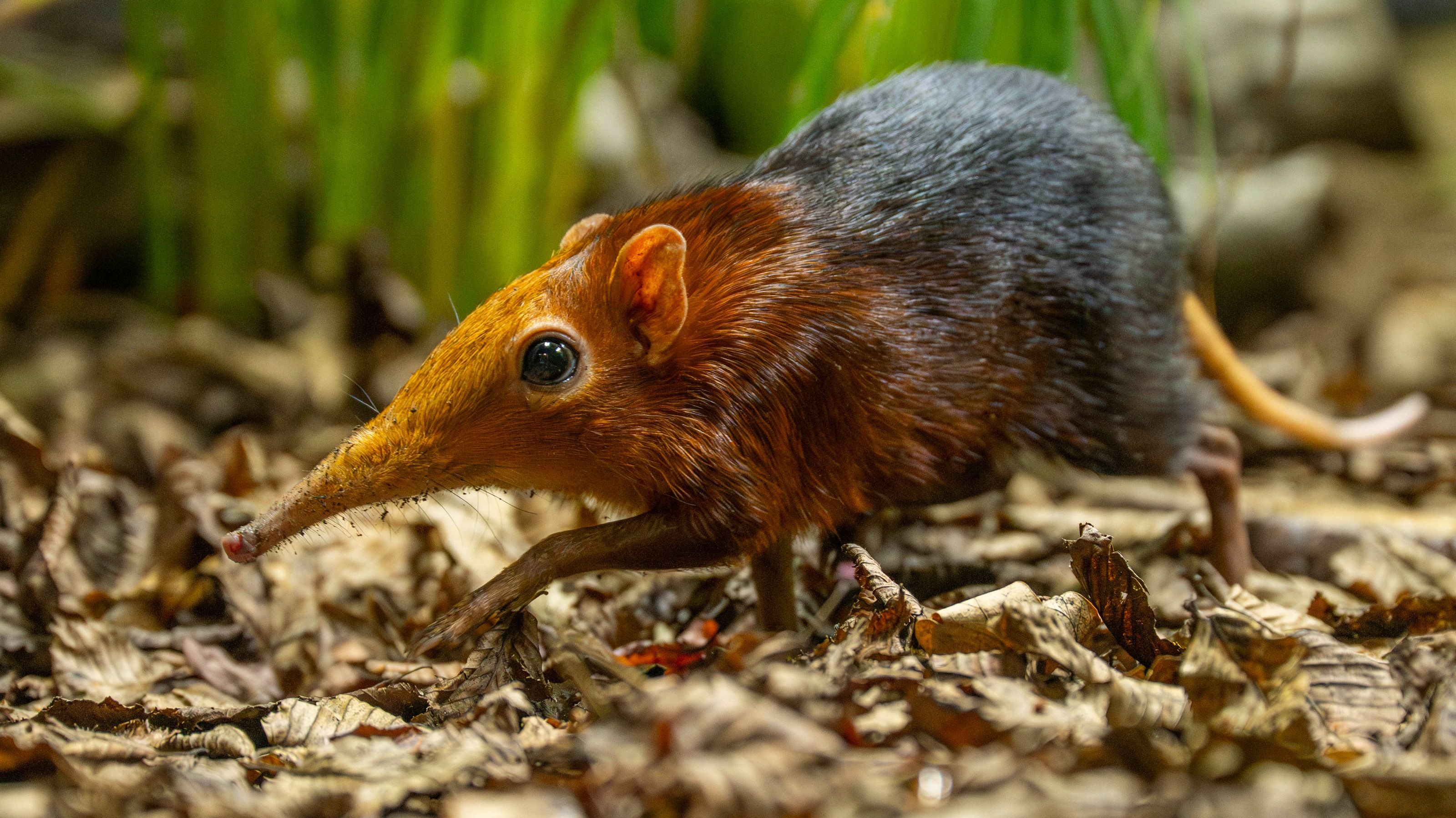 <p>Elephant shrew</p>