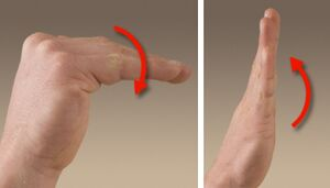 <p>What os the Flexion of Proximal Phalanx MCP Joint ; with Simutaneoues Extension of Dstal / Middle Phalange? (MUSCLE)</p>