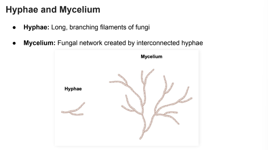<p>Long <strong>branching filaments </strong>of <strong>fungi</strong></p>