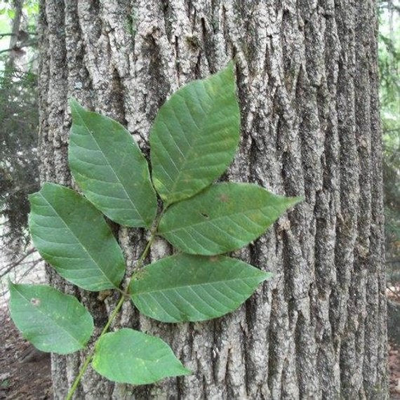 <p>Fraxinus americana</p>