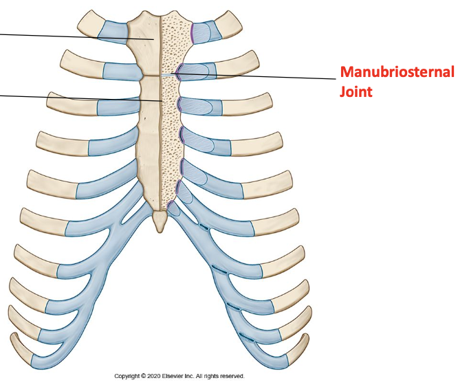 <p>Secondary cartilaginous joint</p>